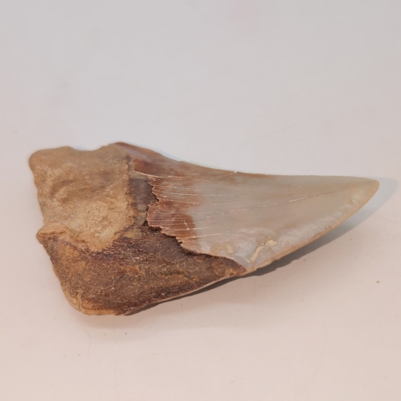 Real Otodus Megalodon Fossilized Shark Tooth 3.25 - Picture 6 of 11